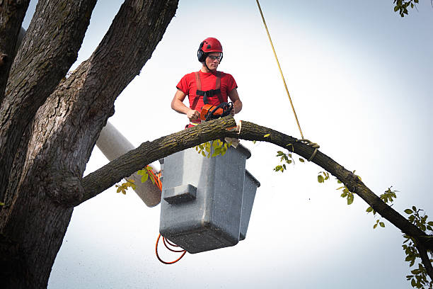 Best Palm Tree Trimming  in Carlisle Rockledge, AL