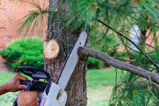 Carlisle Rockledge, AL Tree Removal Company